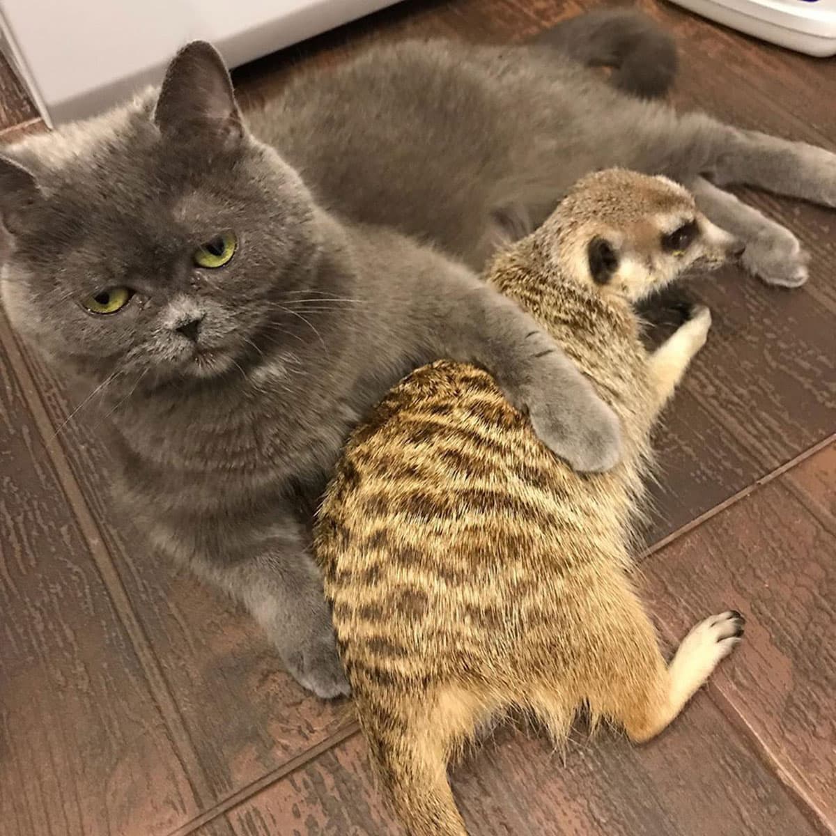 Cat named Nice and meerkat Suria are the best of friends. Cat named Nice and meerkat Suria are the best of friends.
