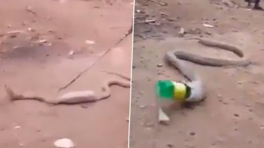 Cobra Swallows Plastic Bottle, Throws it Out After Locals Help the Snake (Watch Video)