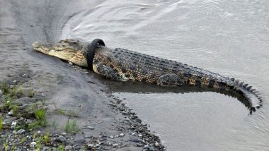 Indonesia Offers Reward for Rescuing Crocodile with Motorbike Tyre Stuck Around its Neck