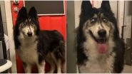 Cross-Eyed Husky Named Jubilee Gets a Home After Emotional Adoption Post Goes Viral