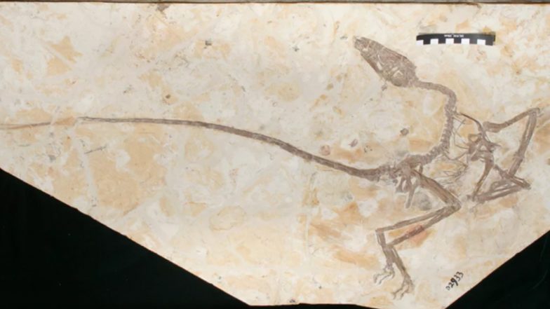 'Dancing Dragon' Feather Dinosaur Fossil Living 120 Million Years Ago Uncovered in China, View Pics