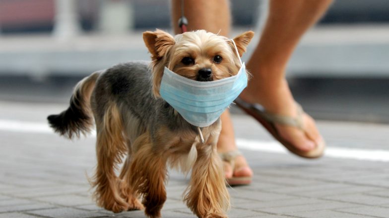Dog Face Mask Sales Spike During Deadly Coronavirus Outbreak in China