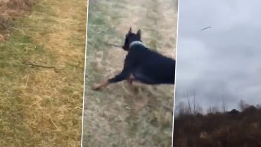 TikTok Video of Pet Dog Hurling Away Snake in The Field Goes Viral, But Twitter Has Mixed Reactions About This 'Good Boy'