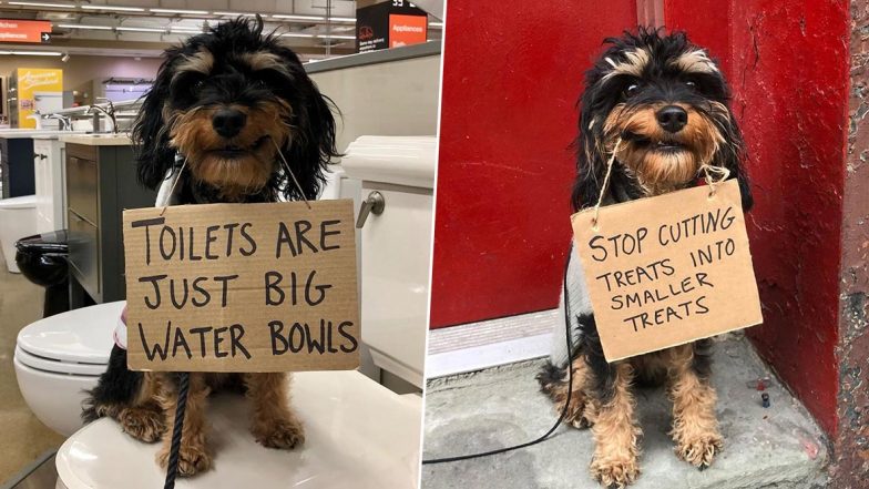 Dog With Protest Signs is New Version of Viral 'Dude With Sign' Memes and Jokes (Check Funny Pics)