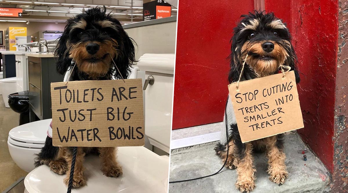 Dog With Protest Signs is New Version of Viral 'Dude With Sign' Memes and  Jokes (Check Funny Pics) | 👍 LatestLY