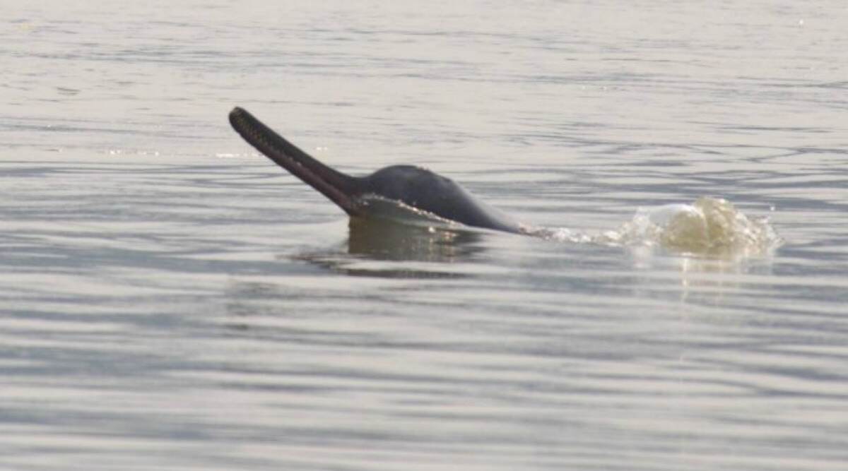 Rare Deep Sea Dolphins Wash Up on Aussie Beach Rare Deep Sea Dolphins Wash Up on Aussie Beach