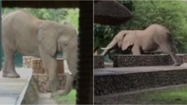 Elephant Climbs Over 5ft Wall to Steal Mangoes at Zambia's South Luangwa National Park (Watch Videos)