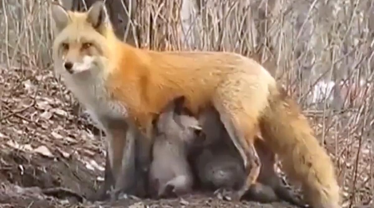 Fact Check: Did Fox Feed Koala Babies in Bushfire-Hit Australia? Know Truth Behind Viral Video Fact Check: Did Fox Feed Koala Babies in Bushfire-Hit Australia? Know Truth Behind Viral Video