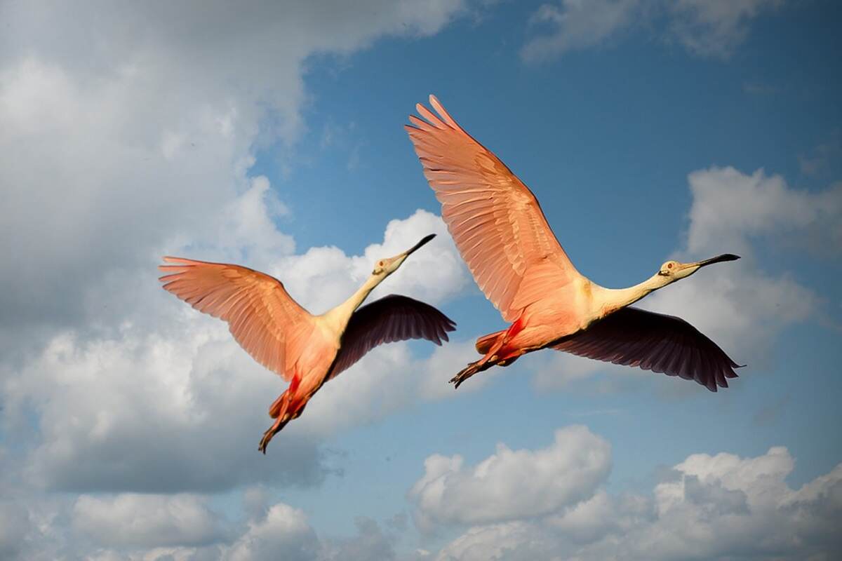 A pair of flamingos contrasting with the sky. A pair of flamingos contrasting with the sky.