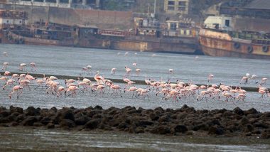 Flamingos in Mumbai: Beautiful Migratory Birds Arrive in The City, Know Where You Can Spot Them