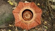 World's Largest Flower Rafflesia Arnoldii's Biggest Specimen Found in Indonesia (View Pic)