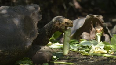 Scientists Search for Relatives of Extinct Galapagos Tortoises