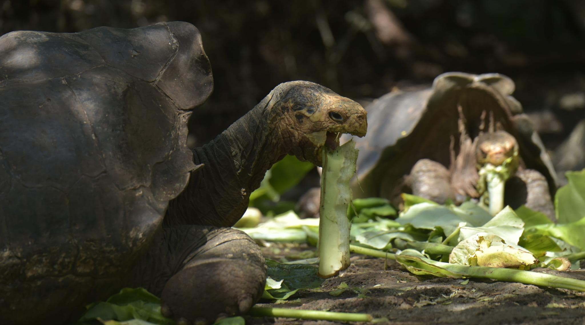 Scientists Search for Relatives of Extinct Galapagos Tortoises Scientists Search for Relatives of Extinct Galapagos Tortoises