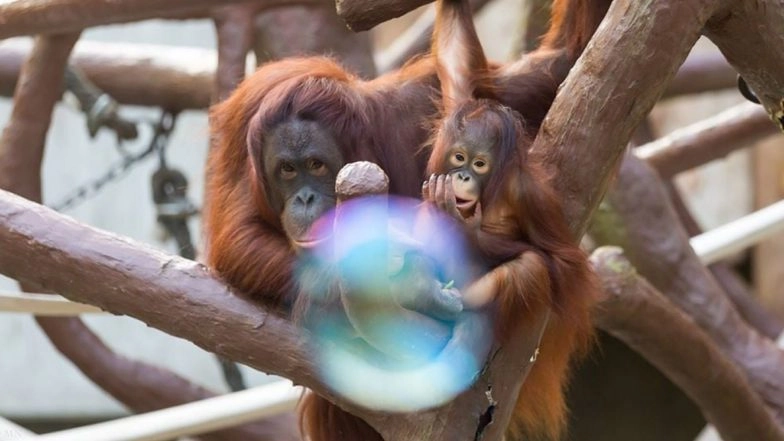 Germany: Fire in Zoo Kills Over 30 Animals on New Year’s Day, 'Flying Lantern' Likely Cause