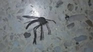 Giant Mosquito Found in Argentina Home, Viral Pic Scares Twitterati