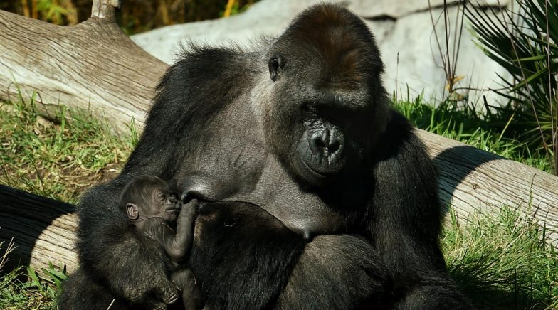 Gorillas Test COVID-19 Positive in San Diego Zoo Safari Park in California