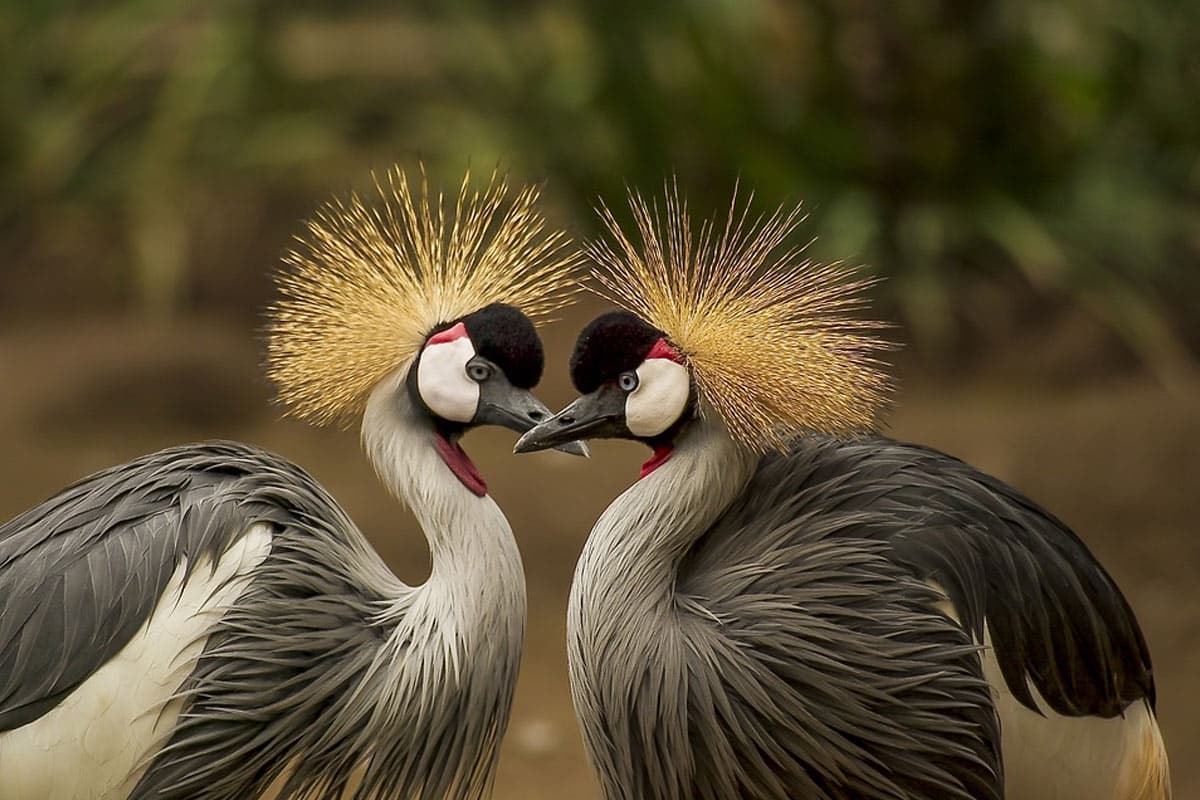 Grey crowned cranes have such distinct look. Grey crowned cranes have such distinct look.