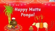 Mattu Pongal Images & Kanuma Telugu Greetings HD Wallpapers For Free Download Online: Wish Happy Pongal and Sankranti With WhatsApp Stickers, GIF Greetings and Messages