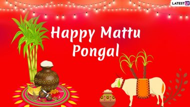 Mattu Pongal Images & Kanuma Telugu Greetings HD Wallpapers For Free Download Online: Wish Happy Pongal and Sankranti With WhatsApp Stickers, GIF Greetings and Messages