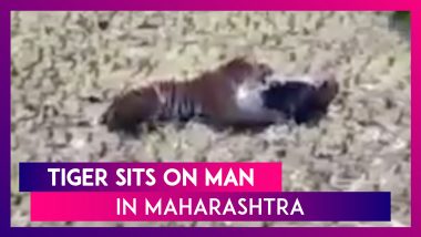Man Plays Dead To Escape From The Paws Of A Tiger In A Spine-Chilling Video From Maharashtra