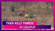 Tiger Kills Tigress At The Sajjangarh Biological Park In Udaipur