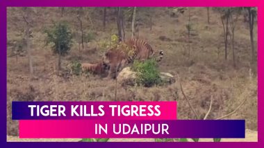 Tiger Kills Tigress At The Sajjangarh Biological Park In Udaipur