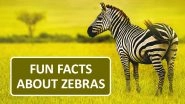 International Zebra Day 2020: Fun And Interesting Facts About The Black And White Striped Animal!