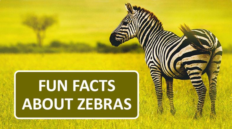 International Zebra Day 2020: Fun And Interesting Facts About The Black And  White Striped Animal! | 👍 LatestLY