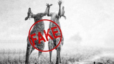 Fact Check: Picture Showing Kangaroos Jumping in Rain After Mild Shower in Australia Provides Relief From Wildfire Real or Fake?