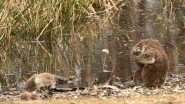 Australian Bushfires: Koala Buries Face in Fur As It Mourns Death of Friend (See Picture)