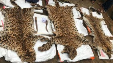 Uttarakhand: Two Smugglers Arrested for Illegally Possessing Leopard Skins in Champawat