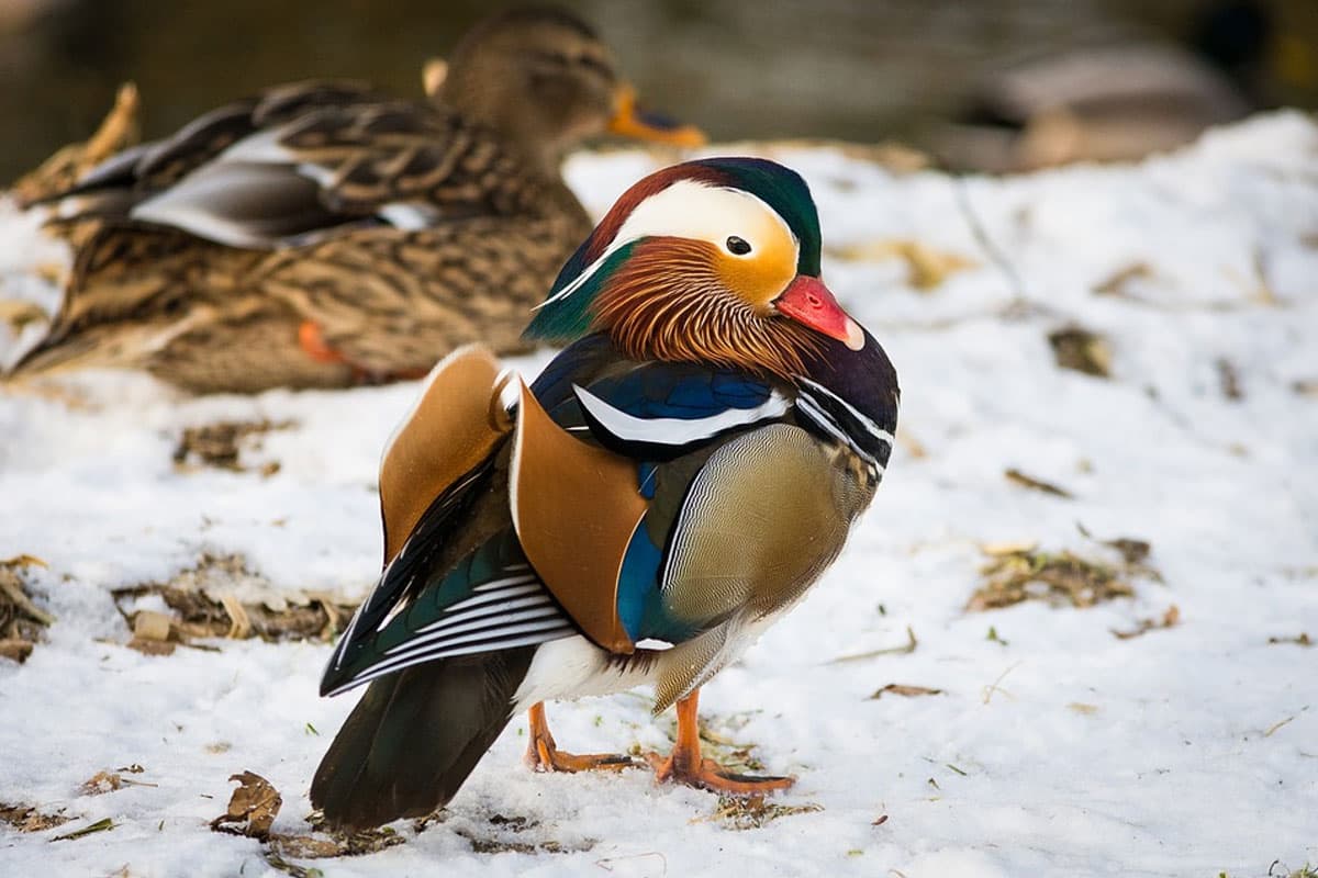Mandarin duck has such beautiful colours. Mandarin duck has such beautiful colours.