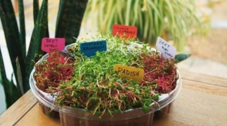 Super Foods That Every One Will Be Talking About In 2020