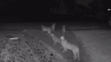 California: Five Mountain Lions Spotted Together Near El Dorado National Forest; Watch Video of Rare Sighting