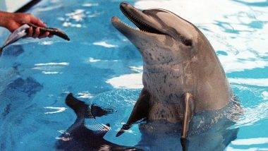 Hong Kong's Ocean Theme Park To End Dolphin and Sea Lion Shows