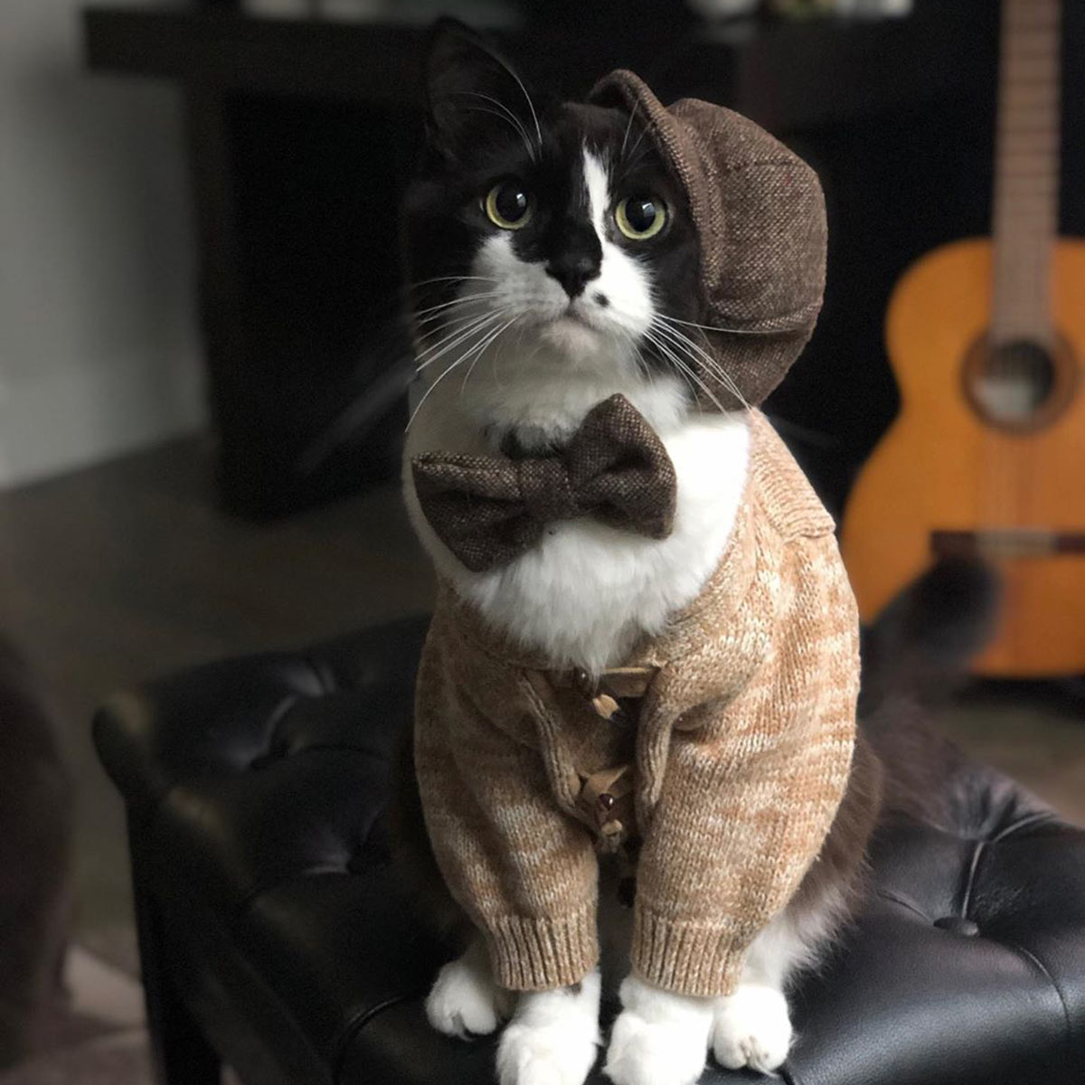 Cats dressed up in shiny jackets | National Dress Your Pet Day ...