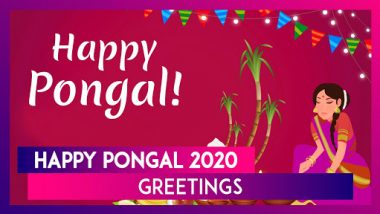 Happy Pongal 2020 Greetings: WhatsApp Messages, Quotes, Images and Wishes for the Harvest Festival