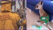 Australian Bushfires: These Kangaroo and Koala Rescue Pics and Videos Will Leave You in Tears