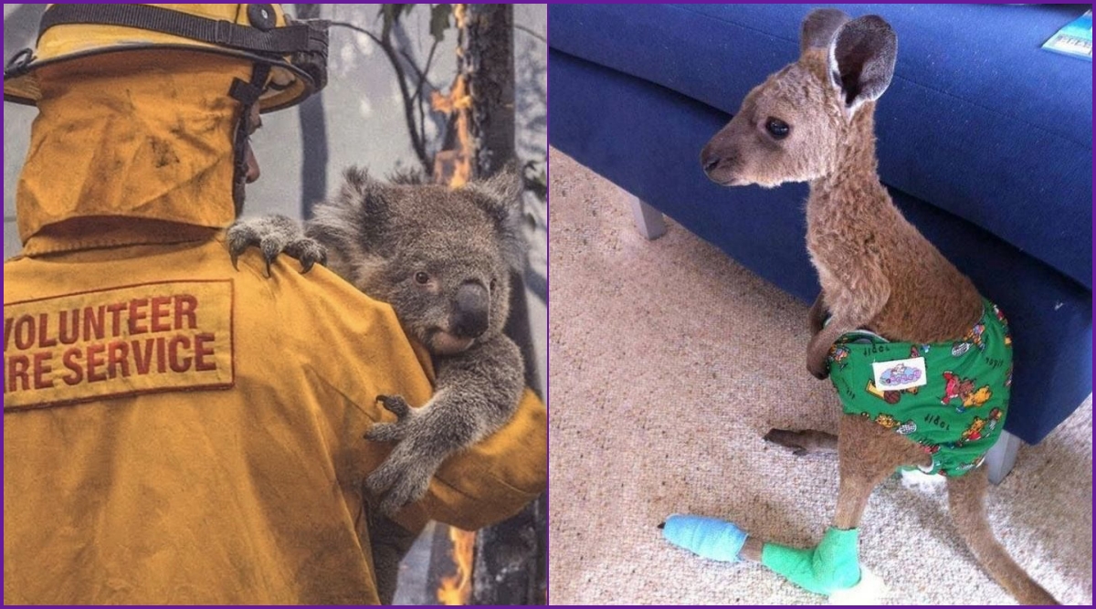 Australian Bushfires These Kangaroo And Koala Rescue Pics And