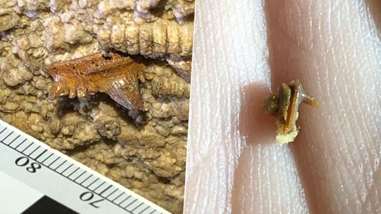 330-Million-Year-Old Shark’s Well Preserved Fossilised Head Found in Kentucky Cave (See Pictures)
