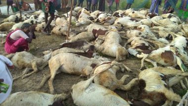 Jharkhand: 80 Sheep Crushed to Death by Goods Train While Crossing Railway Track in Palamu District