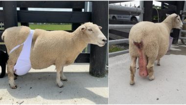 Pregnant Sheep Wearing a Bra Goes Viral! Here's The Real Reason Behind Her Bizarre Clothing (View Pic)