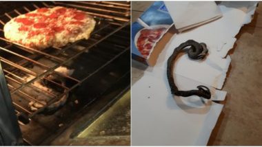 Snake With a Pizza? North Carolina Couple Finds Dead Reptile in Their Oven While Baking Dinner (See Viral Pics)