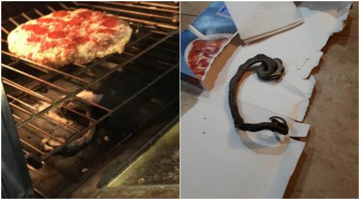 Snake With a Pizza? North Carolina Couple Finds Dead Reptile in Their Oven While Baking Dinner (See Viral Pics) Snake With a Pizza? North Carolina Couple Finds Dead Reptile in Their Oven While Baking Dinner (See Viral Pics)