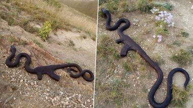 Snake Swallowed an AK-47? Creepy Photo of Giant Reptile is Going Crazy Viral on Social Media And Netizens Are Questioning Whether Its Fake or Real!