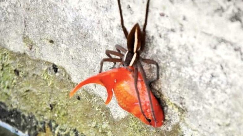 Spider Attacks and Drags Big Pet Goldfish Out of Its Pond, Owner Left Horrified! (View Pic)