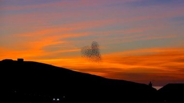 Murmuration of Starlings Swooping Across Sky Into the Shape of a Heart Goes Viral (Watch Video)