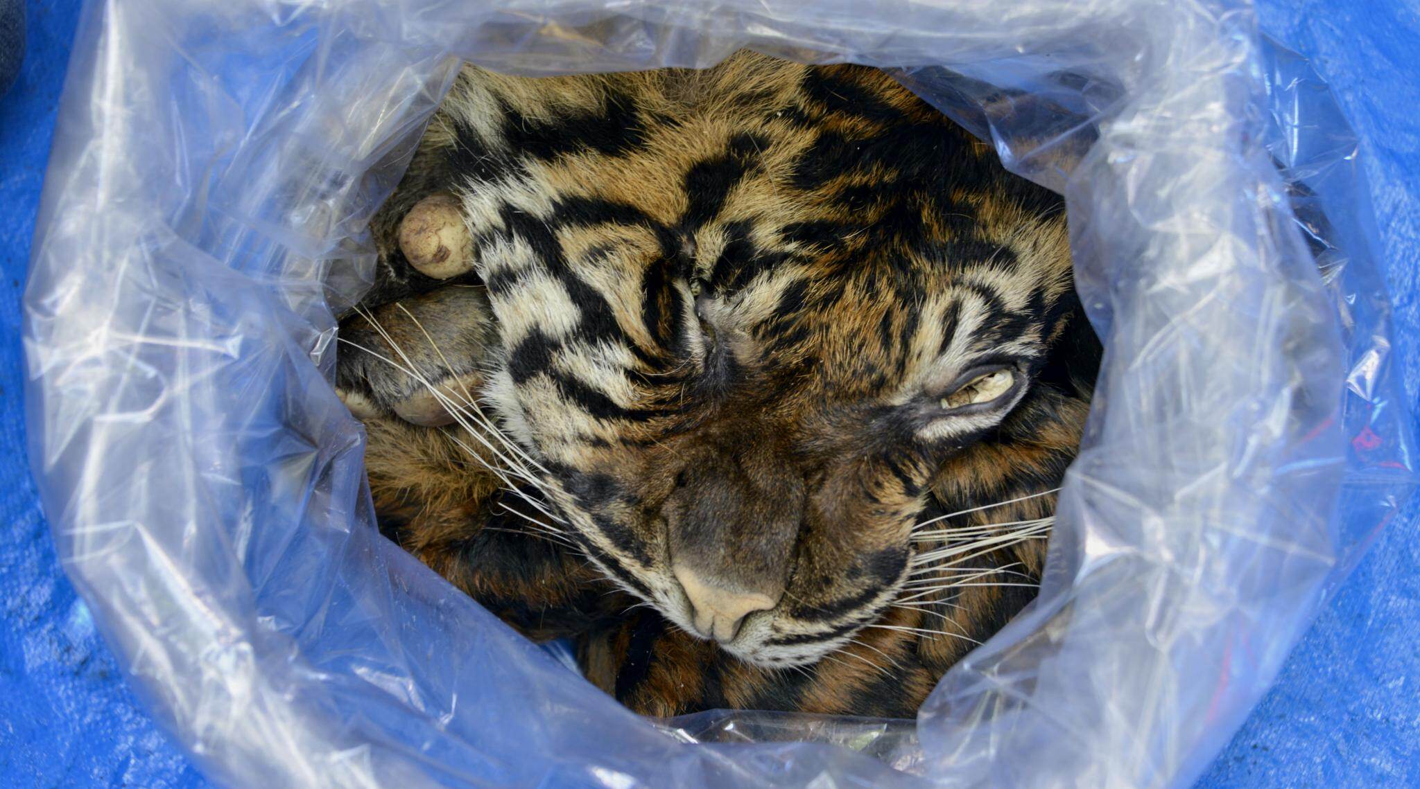 Indonesian Arrested Selling Sumatran Tiger Skin Indonesian Arrested Selling Sumatran Tiger Skin