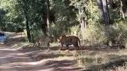 Tigers Clash Over Territory in Madhya Pradesh's Kanha Tiger Reserve, Video Goes Viral