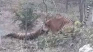 Tiger Storms Into Closure of Tigress in Udaipur, Kills Her 'For Not Being Receptive of Sexual Approaches' - Watch Video